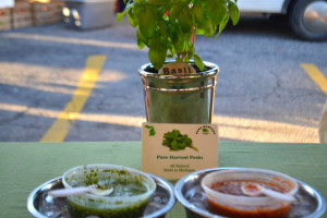 Pesto Paul