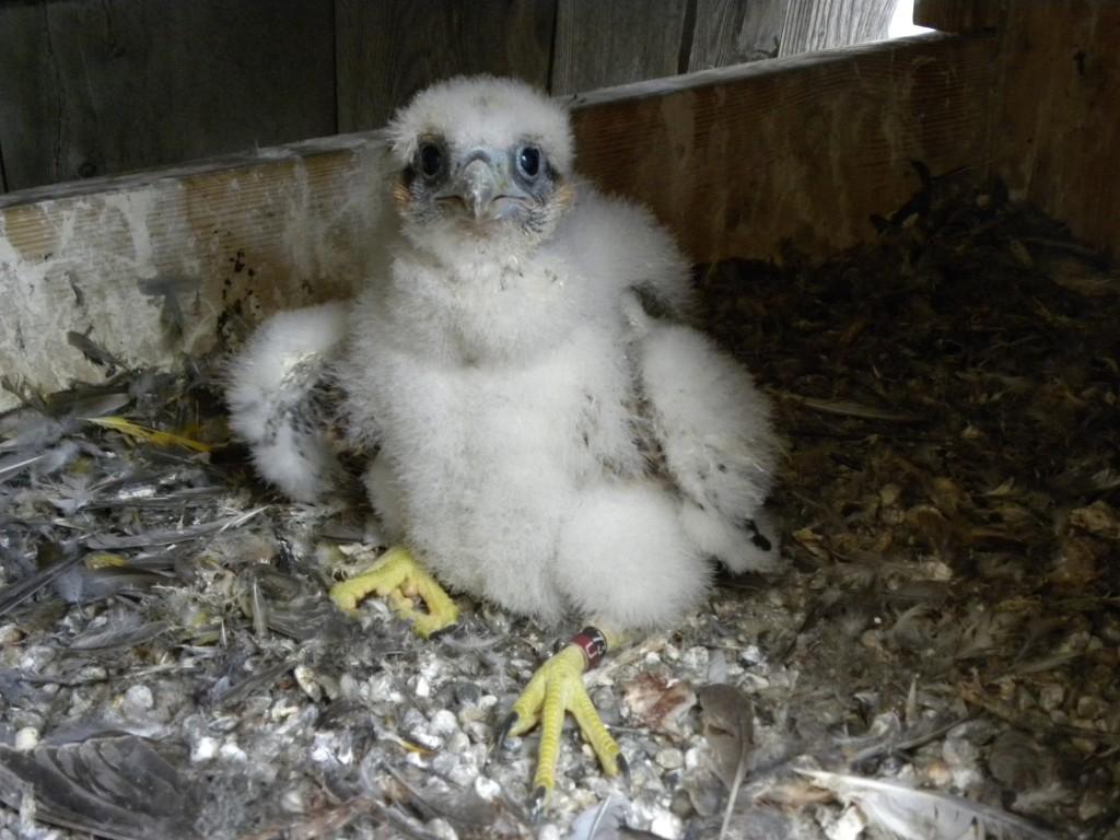 One of the 2013 chicks, back in the nest just after being banded. Photo by Barb Baldinger.