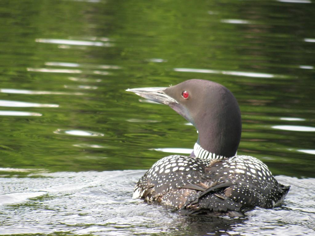 Common Loons are characteristic of Maine fauna, and need unbroken habitat to survive. Photo by Matty Hack.