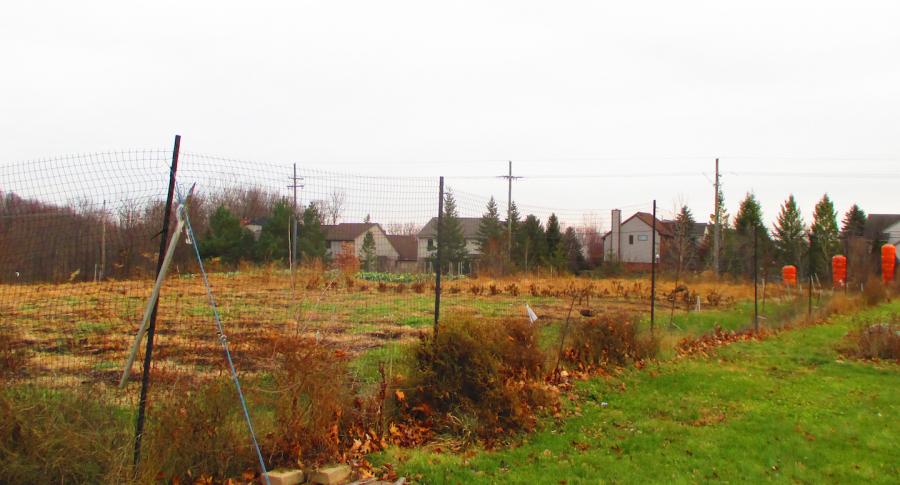 “The Gathering Farm” on Food Gatherers property near front of Food Gatherers warehouse. The farm was created in 2009 and was made to enable Food Gatherers to be more reliable and consistent in the donations it makes. The crops grown are specially selected to meet the nutritional demands of those in need.