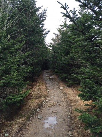 Spruce and fir trees line the last mile to the 6,000 foot summit, the tallest mountain in the Appalachian range. Past this point, Cliff Top rock provides Mount LeConte's best outlooks. 